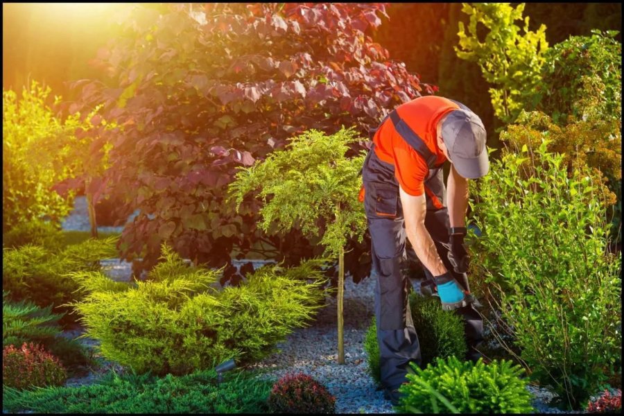 Peyzaj Bakım & Onarım Hizmeti